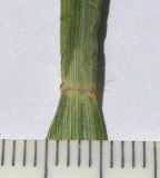 Image of taxon representative. Author is Сергей Банкетов