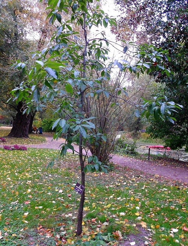 Image of Quercus imbricaria specimen.