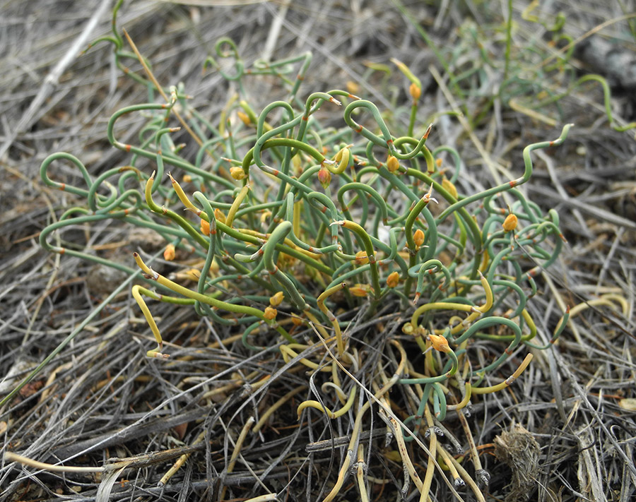 Image of Ephedra dahurica specimen.