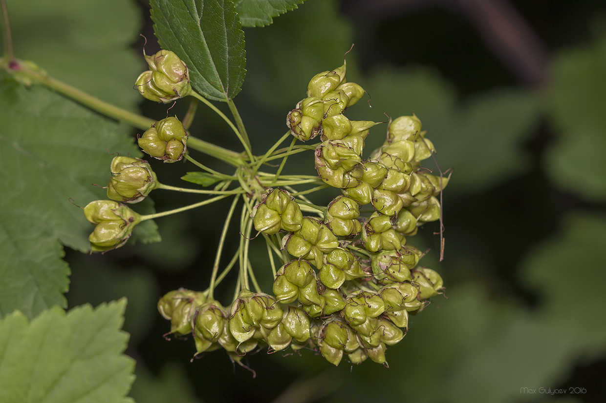 Изображение особи Physocarpus opulifolius.