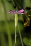 Dianthus deltoides