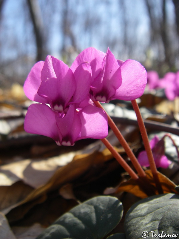 Image of Cyclamen coum specimen.