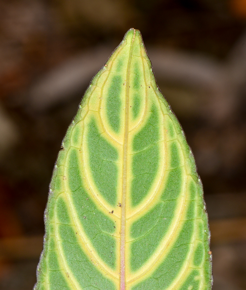 Изображение особи Sanchezia speciosa.