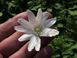 Anemone altaica