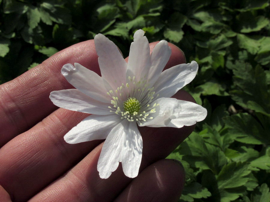 Image of Anemone altaica specimen.