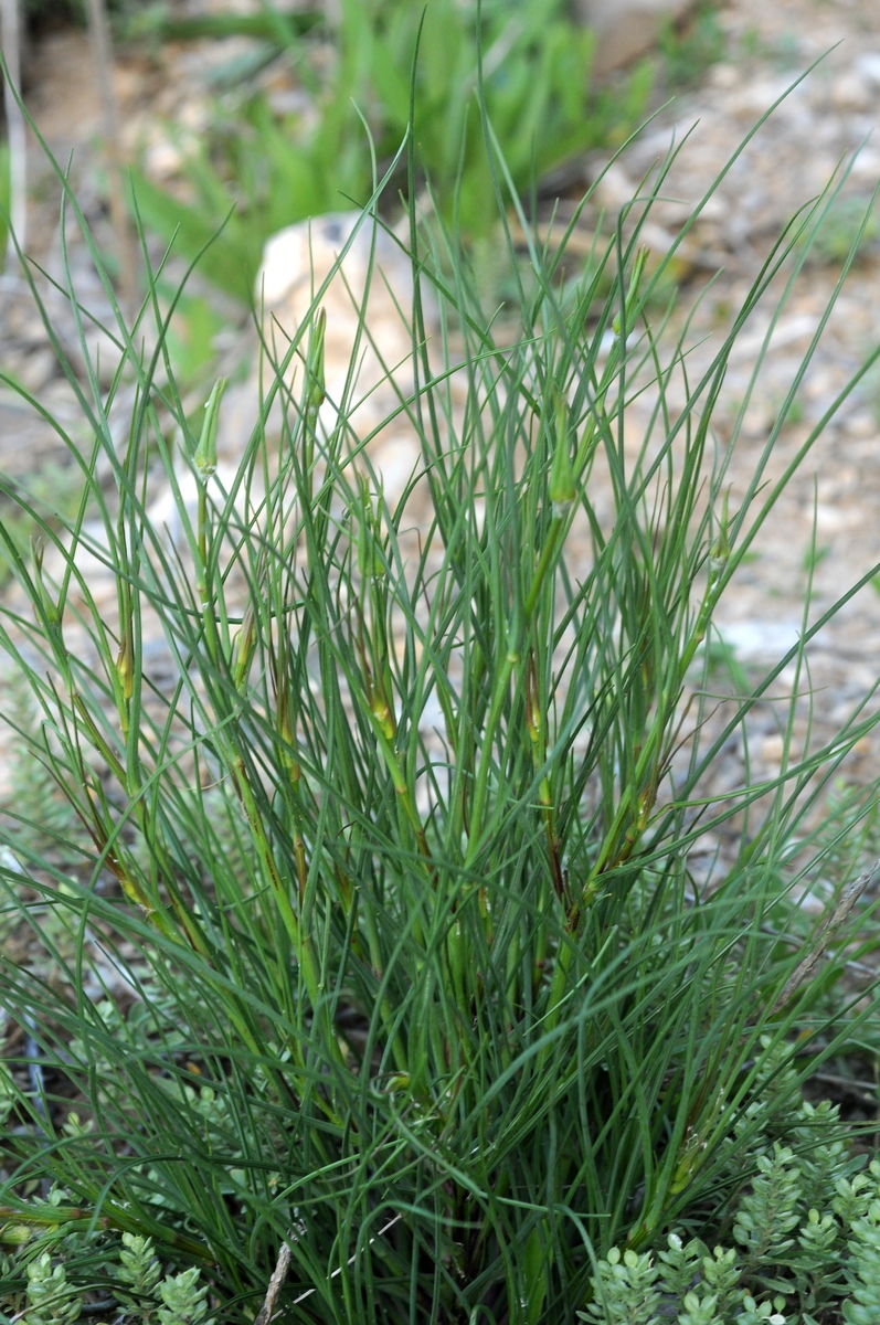 Image of Tragopogon vvedenskyi specimen.