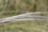 род Stipa