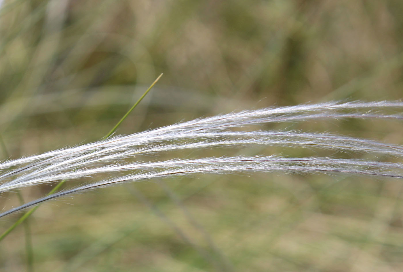 Image of genus Stipa specimen.