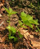 Arisaema robustum. Цветущее растение. Приморский край, Хасанский р-н, гора Голубиный Утес, распадок в редколесье из Quercus dentata на склоне южной экспозиции. 26.05.2015.