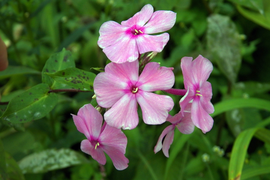 Image of Phlox paniculata specimen.