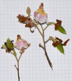 Image of taxon representative. Author is Татьяна Мальчинская