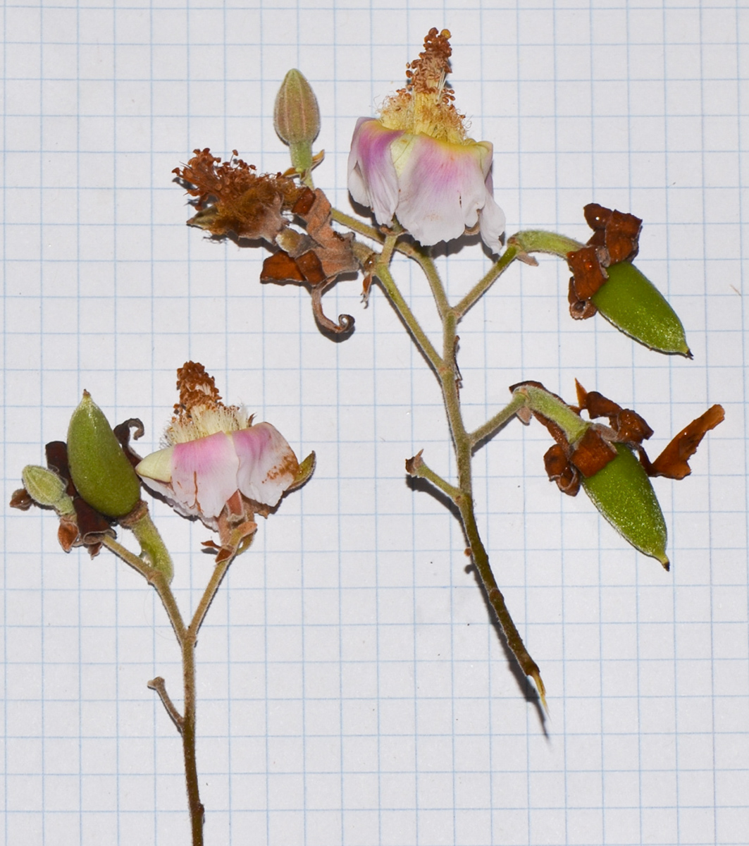 Image of Luehea divaricata specimen.