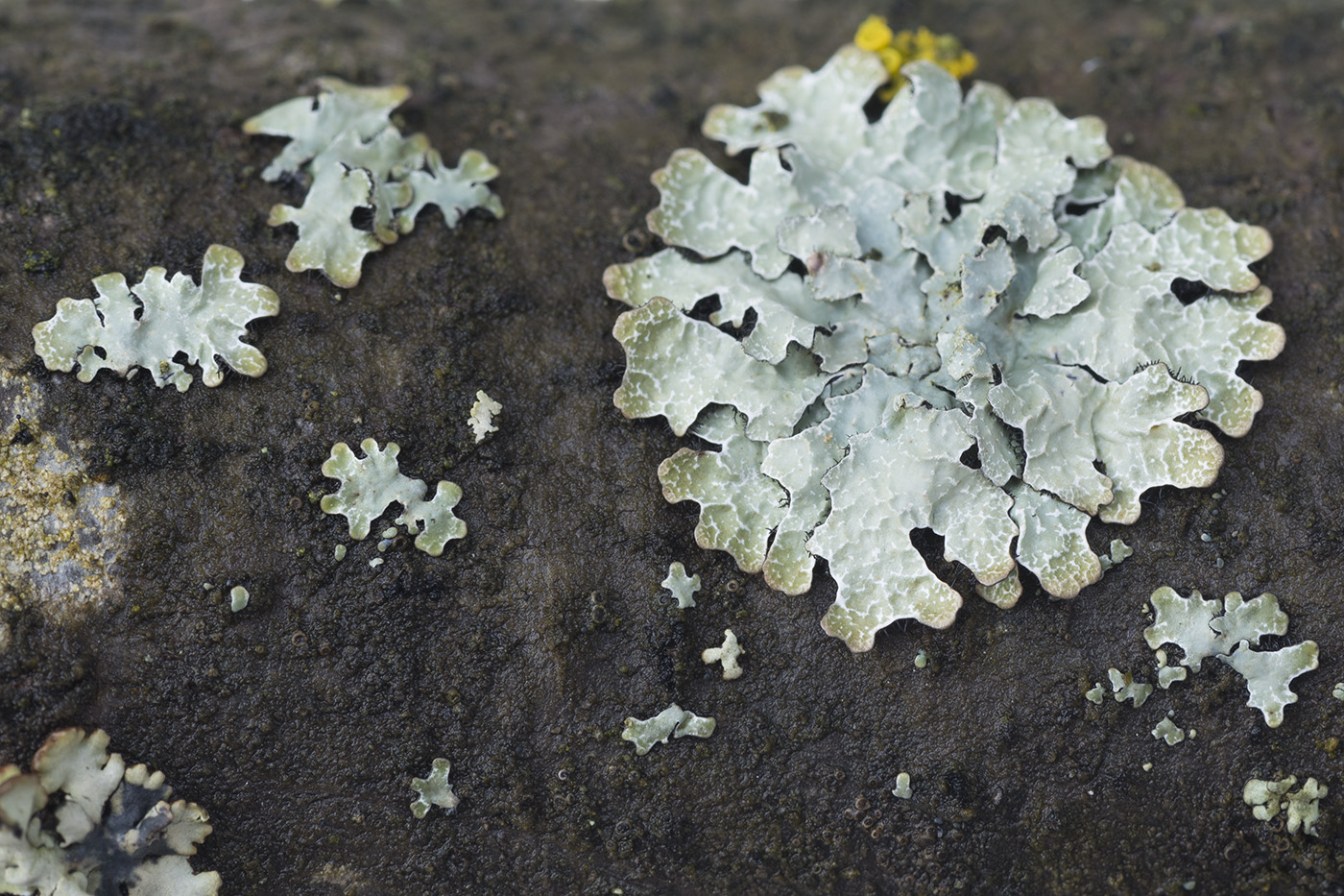 Изображение особи Parmelia saxatilis.