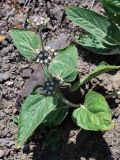 Phlomis sewerzowii