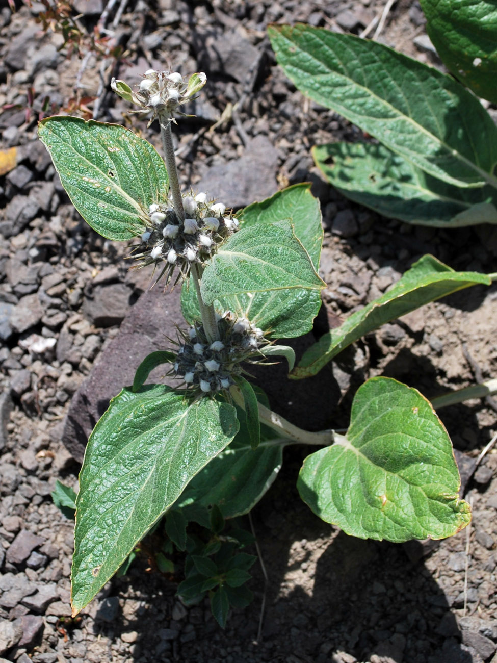 Image of Phlomis sewerzowii specimen.