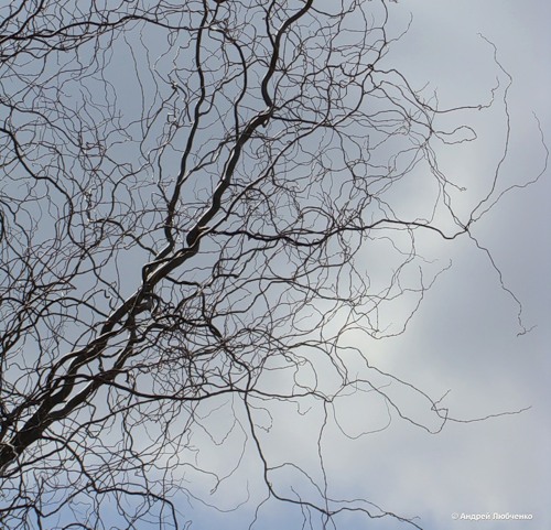 Image of Salix matsudana specimen.