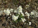 Draba ussuriensis