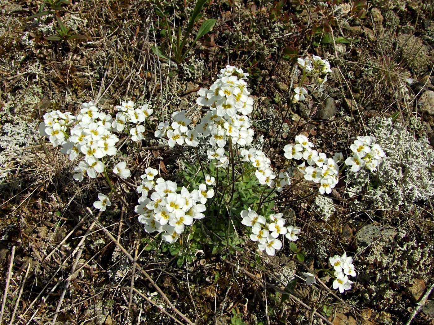 Image of Draba ussuriensis specimen.