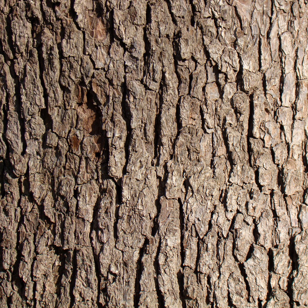 Image of Pyrus caucasica specimen.