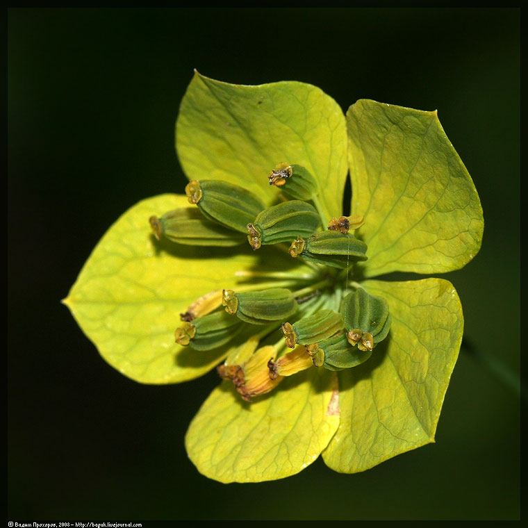 Изображение особи Bupleurum longifolium ssp. aureum.