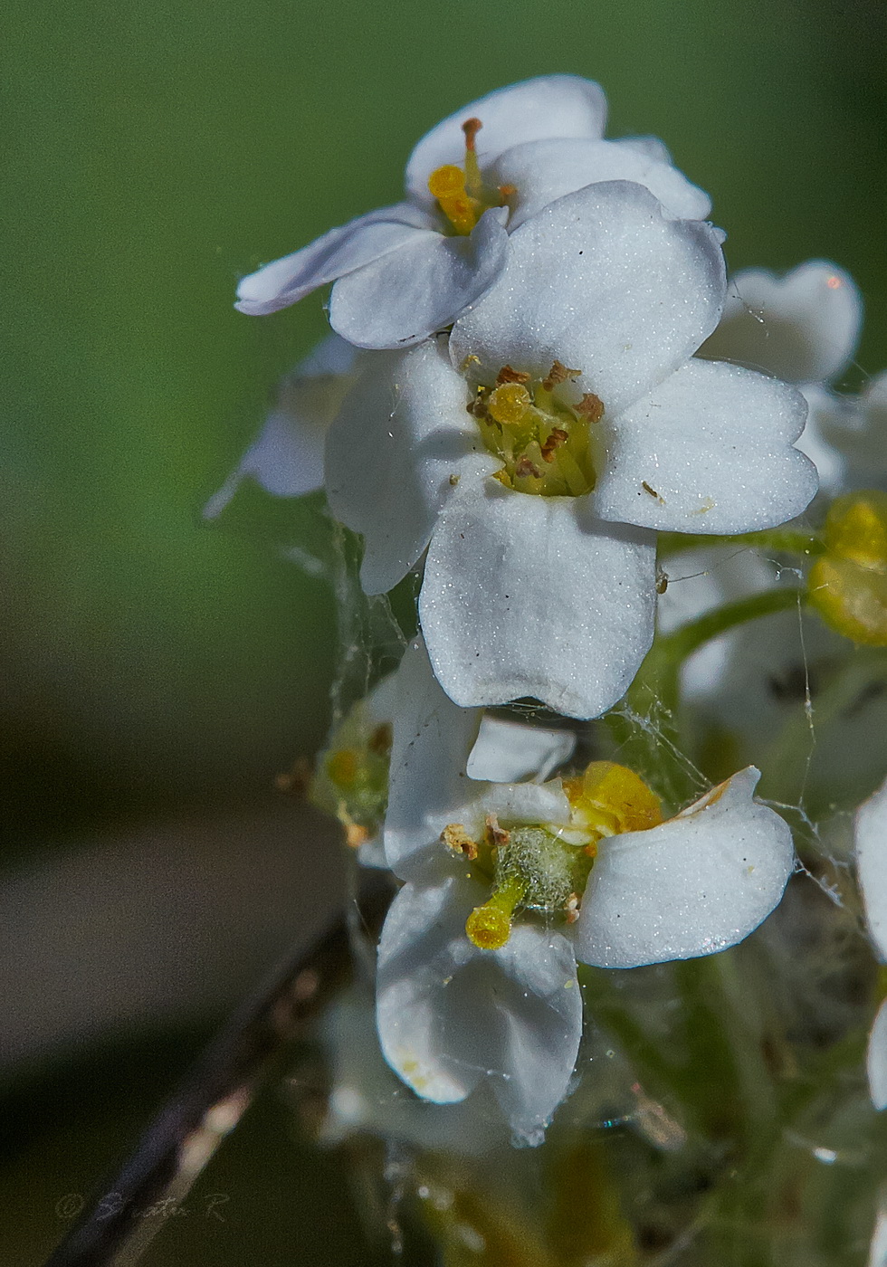 Image of Schivereckia podolica specimen.