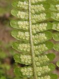 Dryopteris filix-mas