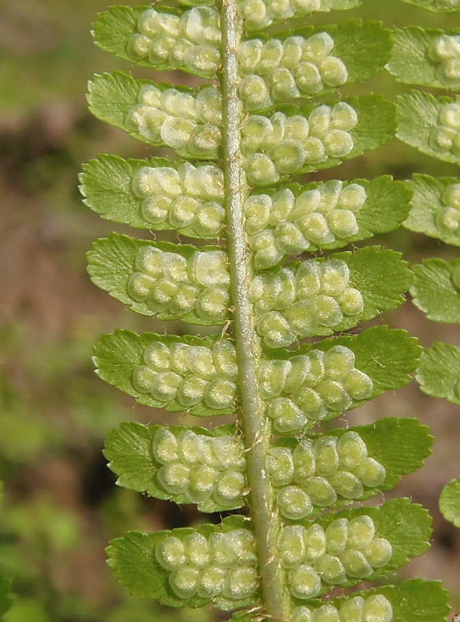 Image of Dryopteris filix-mas specimen.