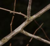 genus Chaenomeles