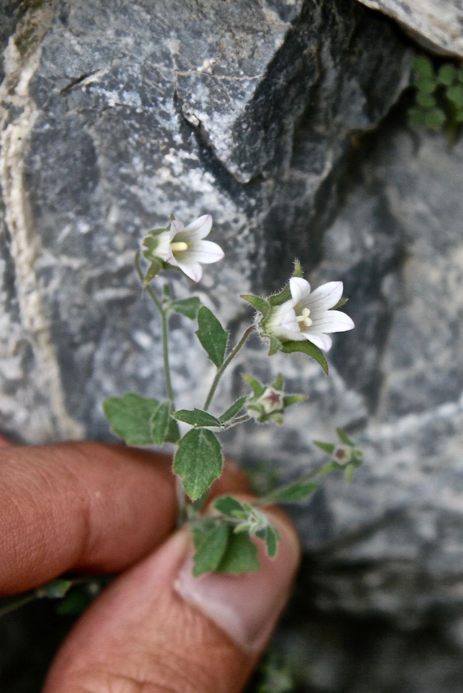 Изображение особи Campanula incanescens.