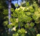 Heracleum sibiricum