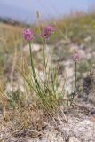 Allium cretaceum