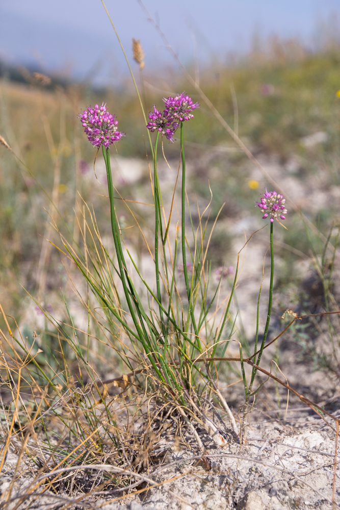 Image of Allium cretaceum specimen.