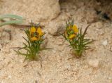 Adonis dentata