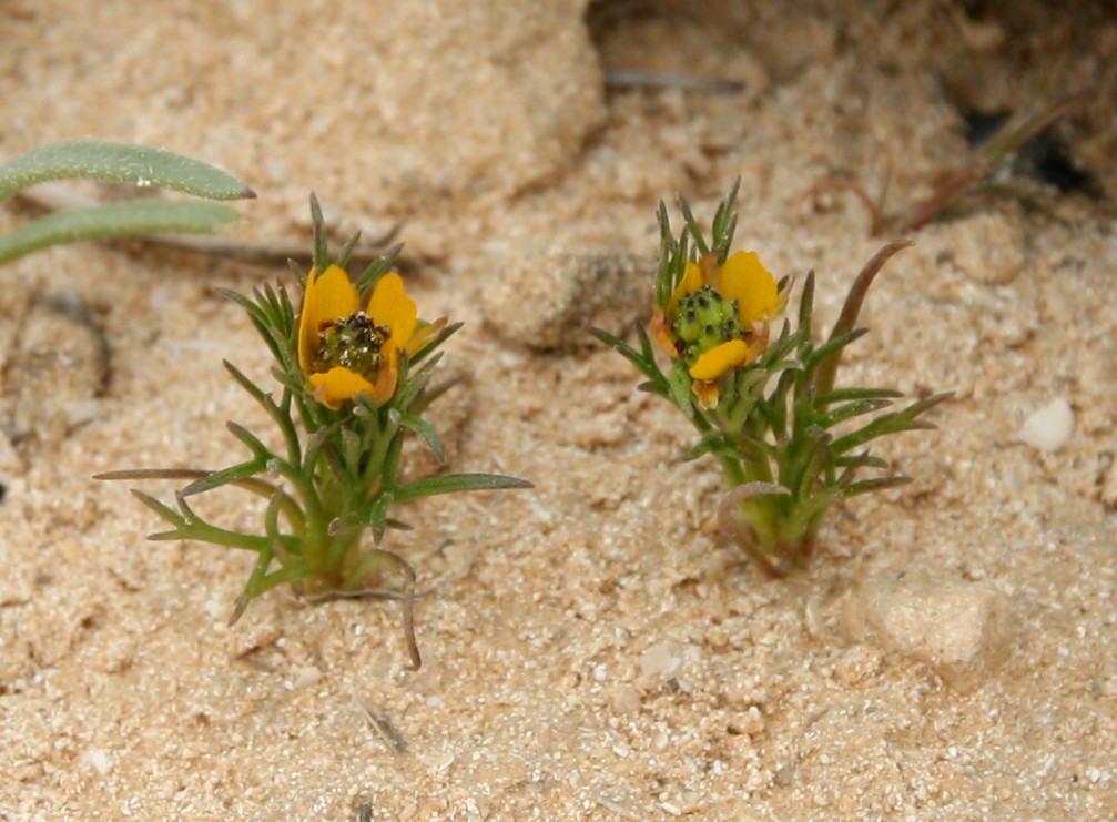 Image of Adonis dentata specimen.