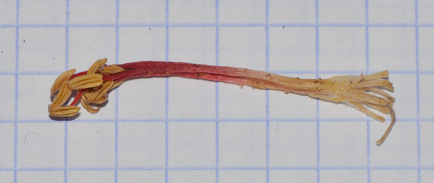 Image of Fouquieria diguetii specimen.