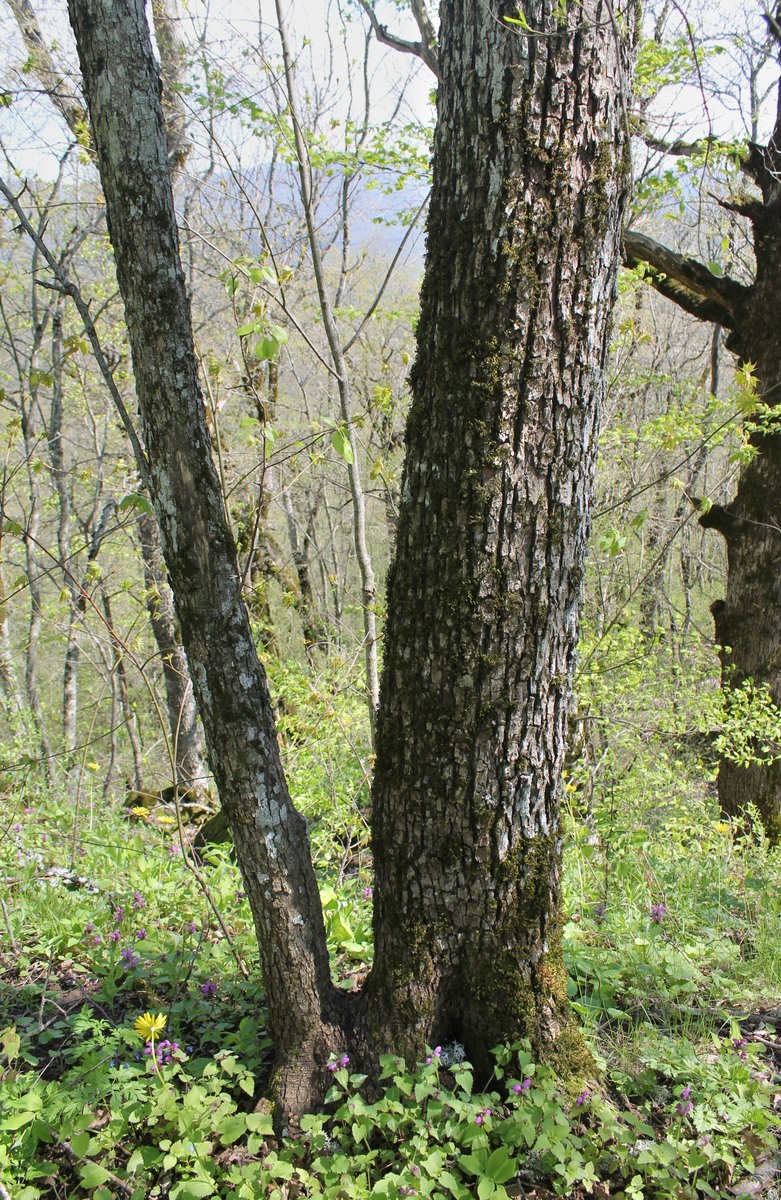 Image of Pyrus caucasica specimen.