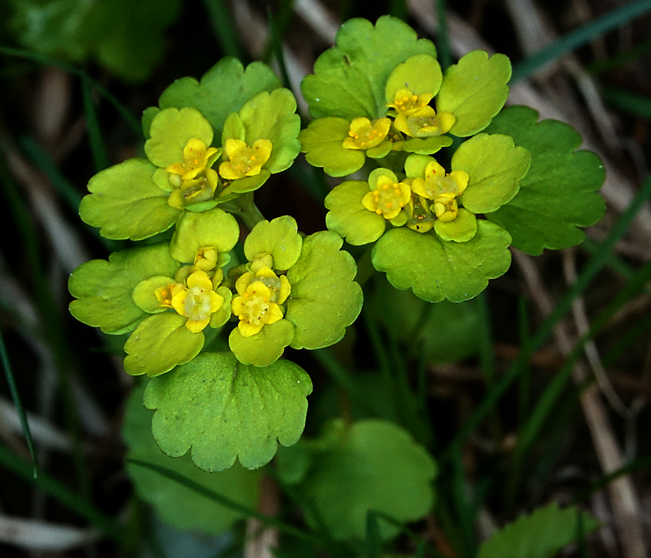 Image of Chrysosplenium alternifolium specimen.
