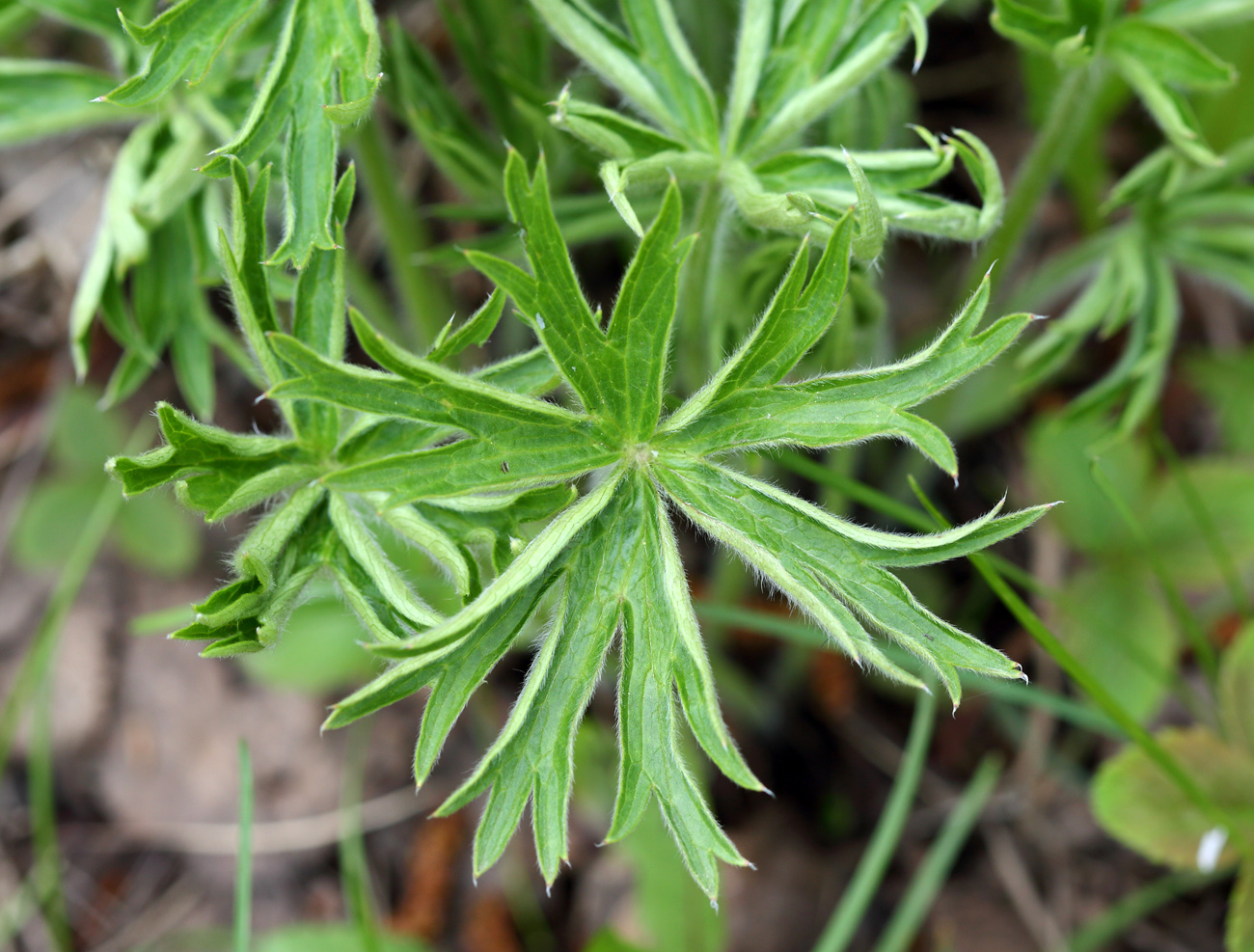 Изображение особи Pulsatilla patens.