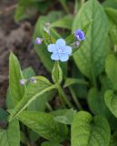 Omphalodes verna