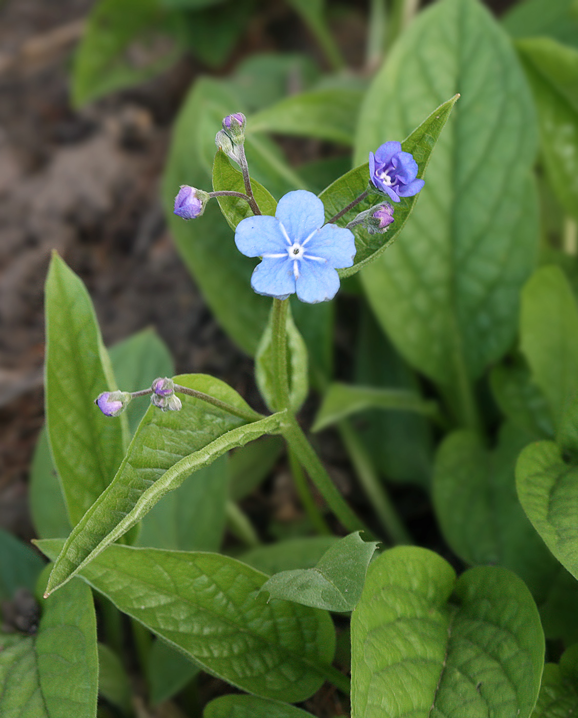 Image of Omphalodes verna specimen.