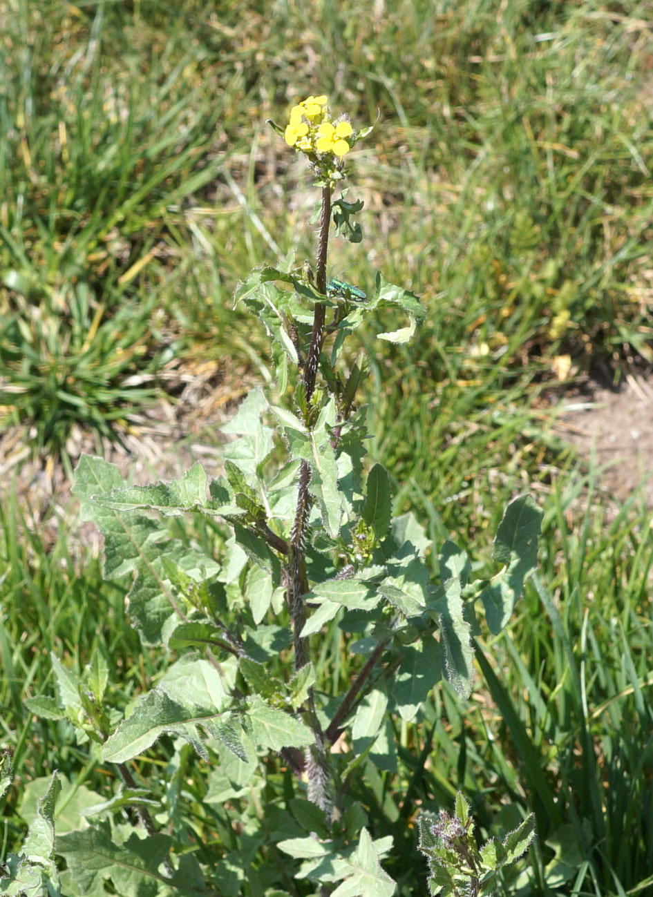 Изображение особи Sisymbrium loeselii.