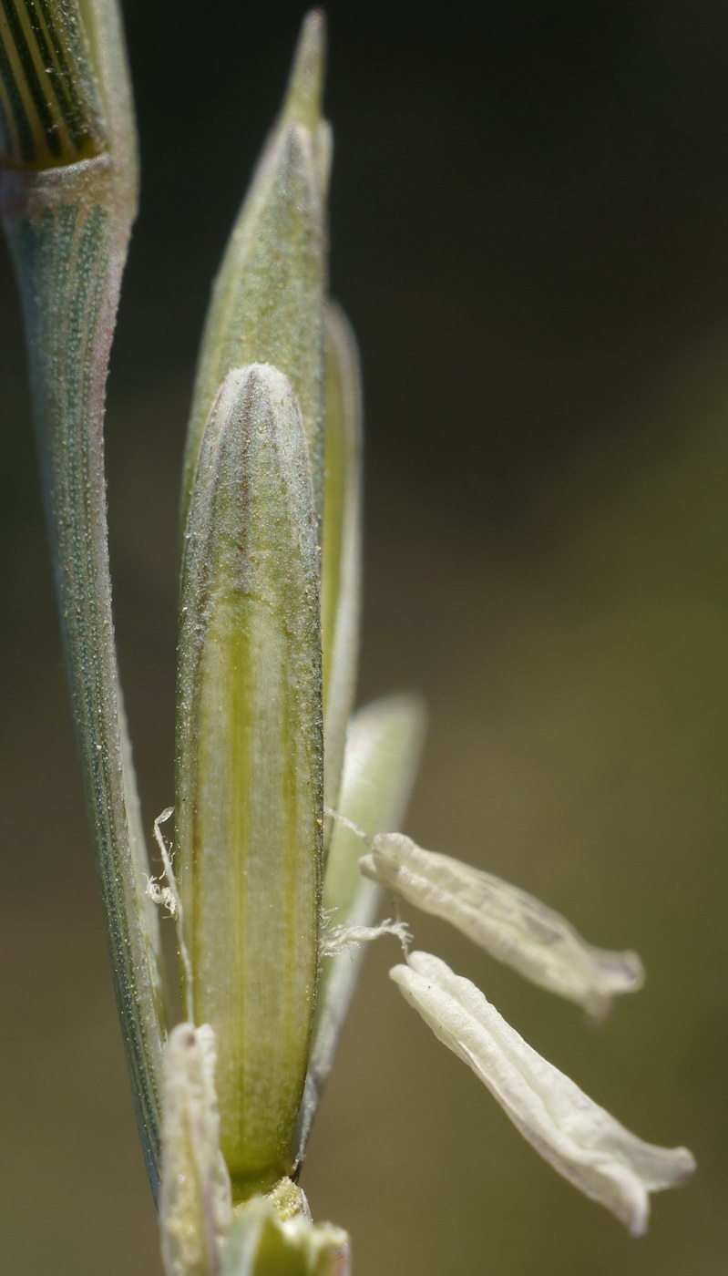 Изображение особи Elytrigia nodosa.