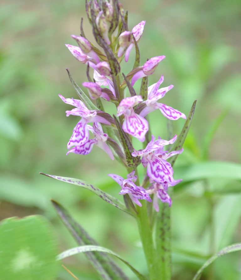 Image of Dactylorhiza umbrosa specimen.