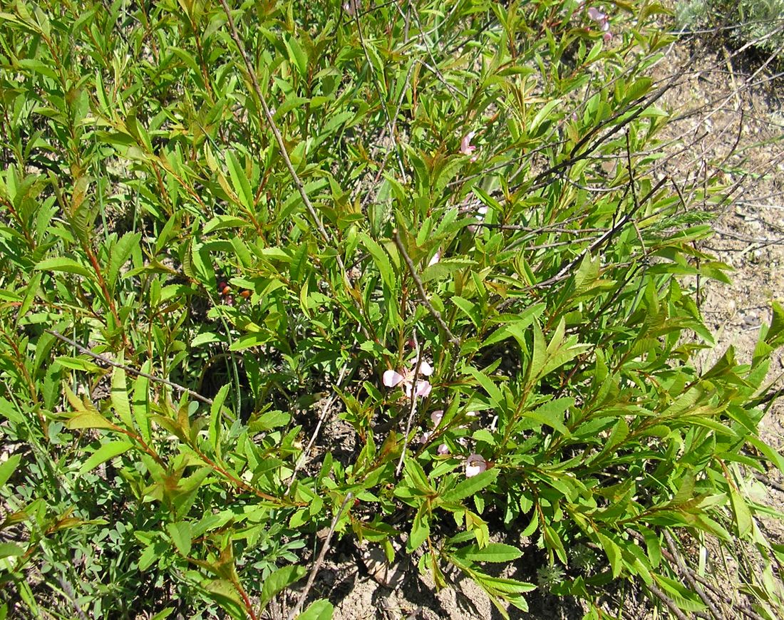 Image of Amygdalus nana specimen.