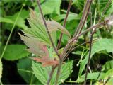 Geum rivale