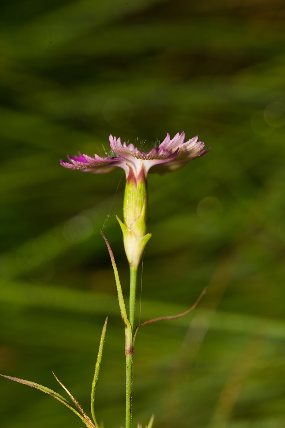 Изображение особи Dianthus fischeri.