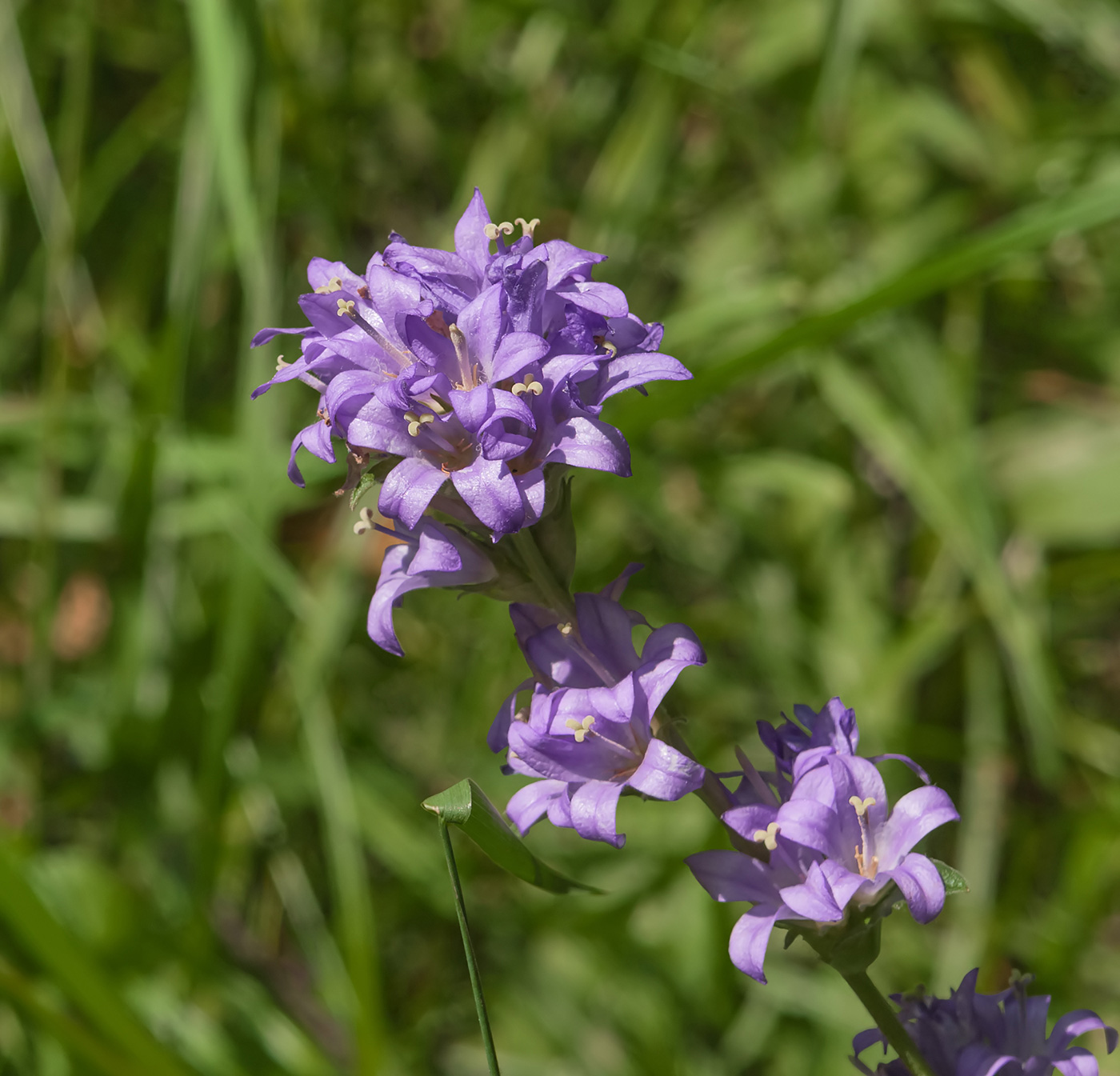 Image of Campanula glomerata specimen.