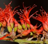 Combretum microphyllum