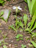 Malcolmia pulchella