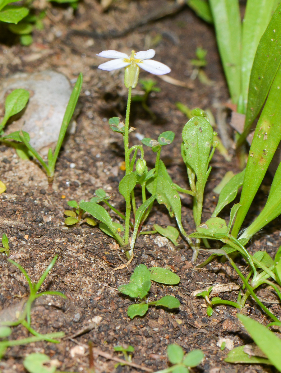 Image of Malcolmia pulchella specimen.